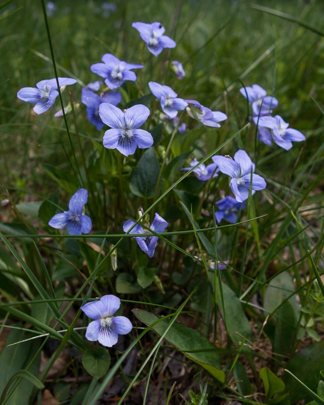 Viola in Appennino - Viola riviniana o V. canina?